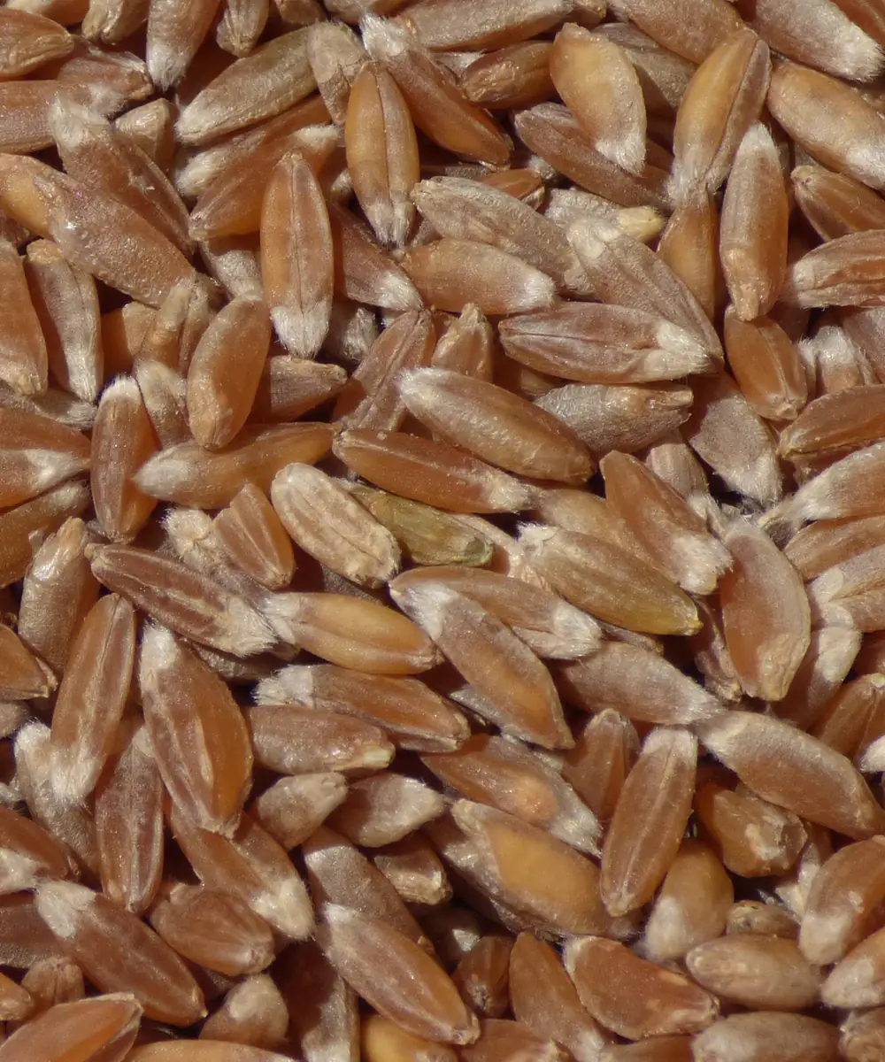 Close-up of khapli (emmer) wheat grains