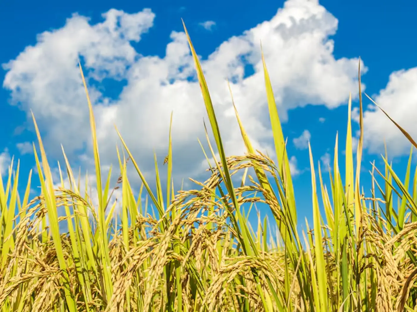 Golden crop ready for harvest under a clear sky
